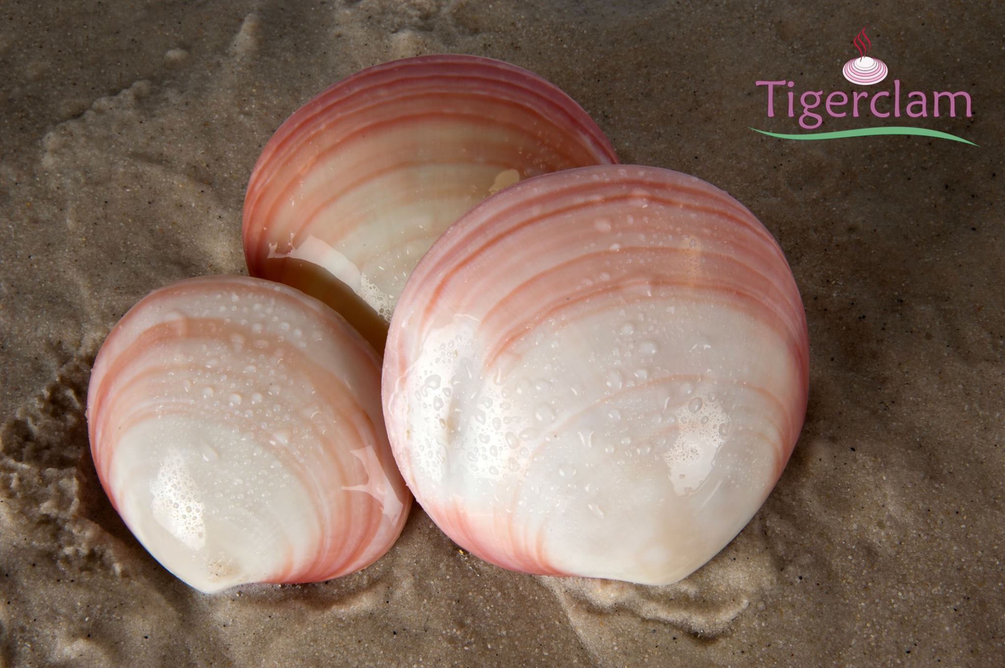 coquillage auto-chauffant pour massage